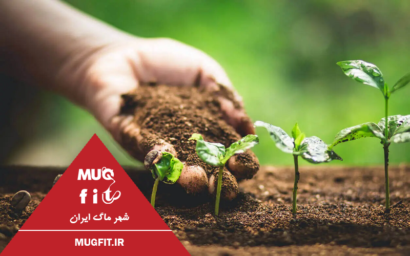 خاستگاه دانه چه تأثیری روی طعم اسپرسو دارد؟ - ماگ فیت